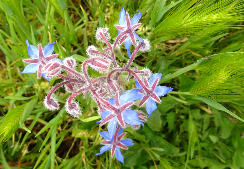 Borago officinalis - Boraginaceae